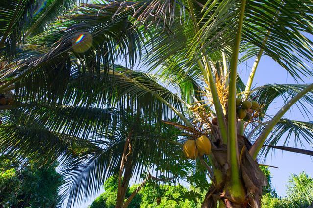 Kirpal Meditation And Ecological Center Hotel Pahoa Exterior foto