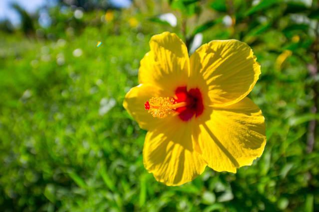 Kirpal Meditation And Ecological Center Hotel Pahoa Exterior foto