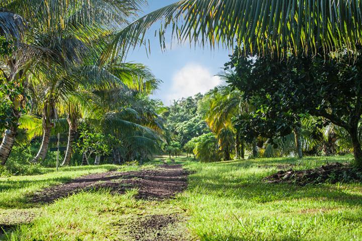 Kirpal Meditation And Ecological Center Hotel Pahoa Exterior foto