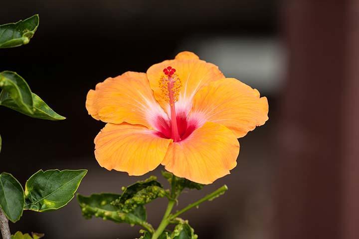 Kirpal Meditation And Ecological Center Hotel Pahoa Exterior foto