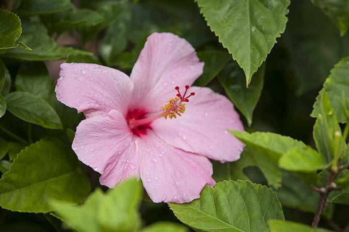 Kirpal Meditation And Ecological Center Hotel Pahoa Exterior foto